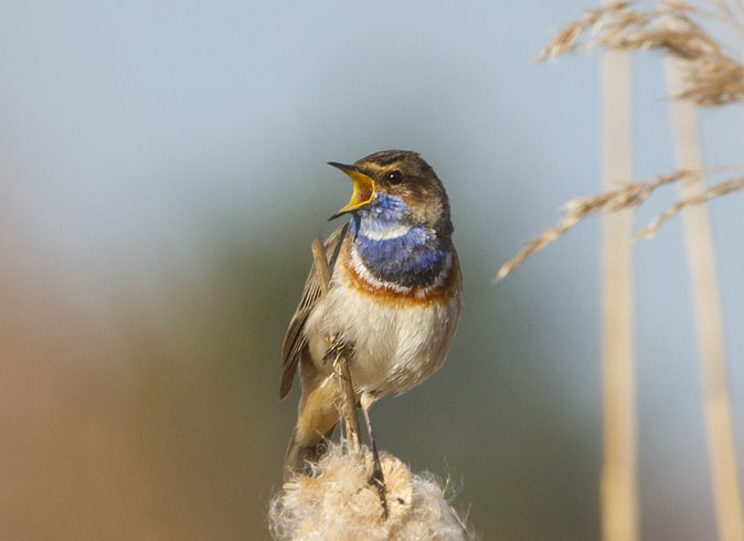 Blauwborst240311A.JPG