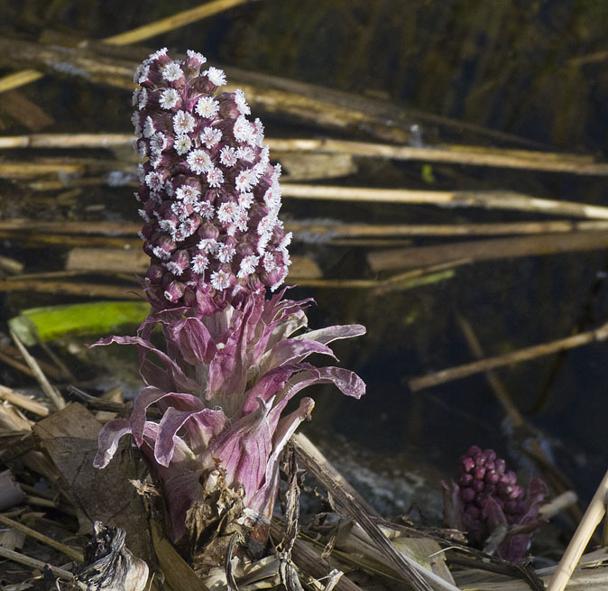Groothoefblad230311.JPG