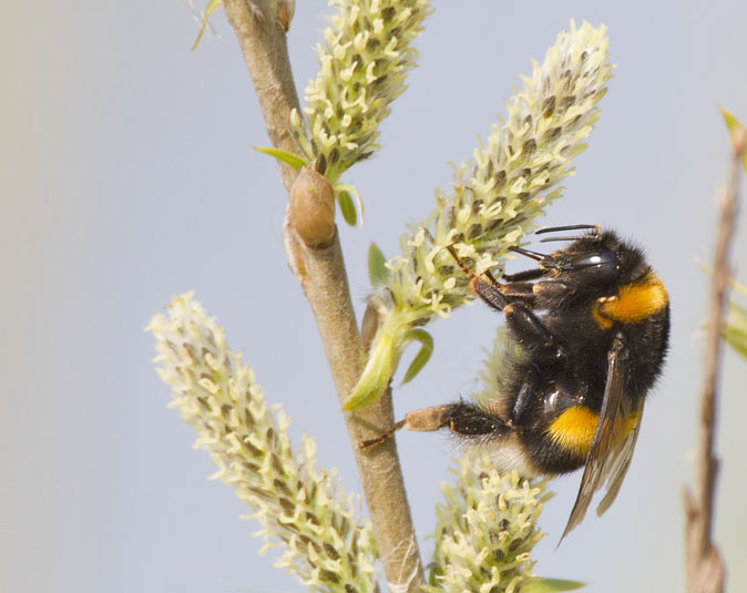 Groteaardhommel290311.JPG