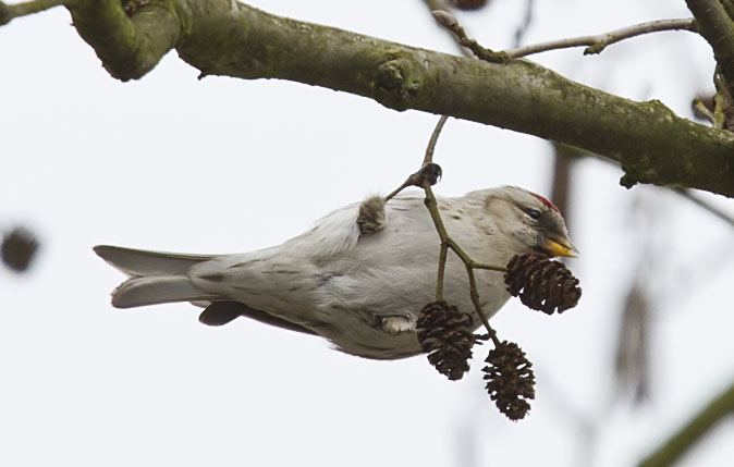 Grotebarmsijs100311A.JPG