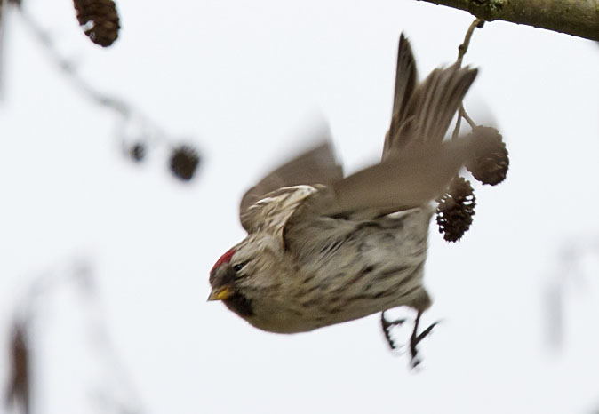 Grotebarmsijs100311B.jpg