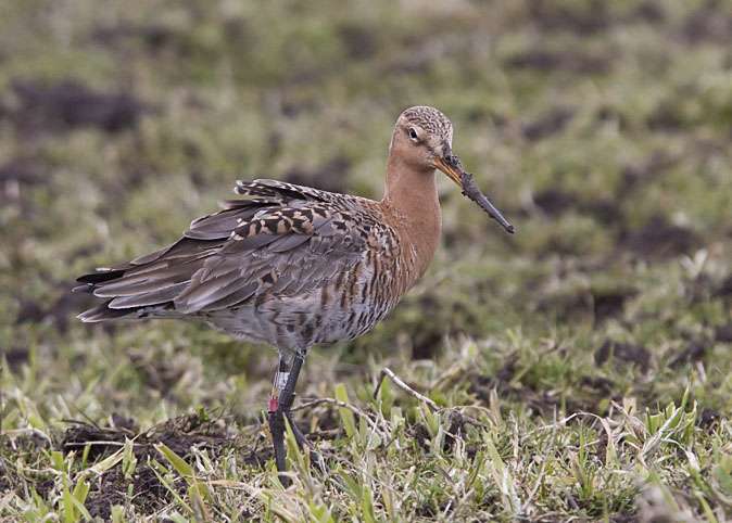 Grutto_LRLB090311.JPG
