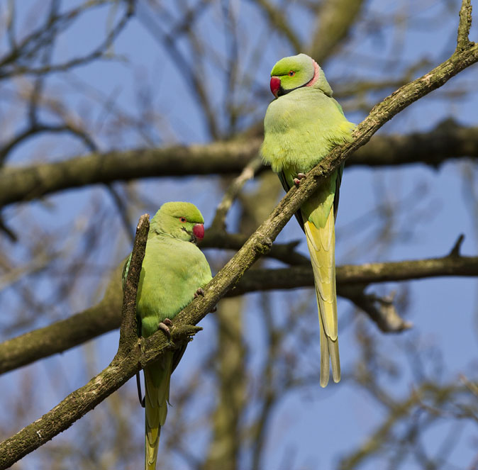 Halsbandparkieten040311.JPG