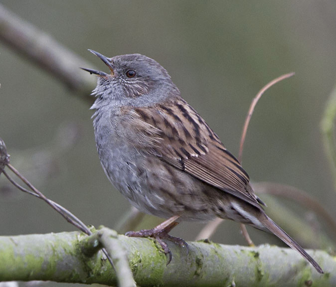 Heggenmus100311.JPG