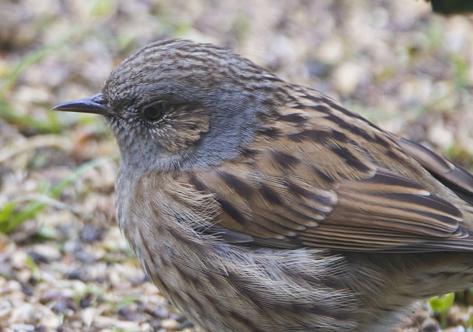 Heggenmus120311.JPG