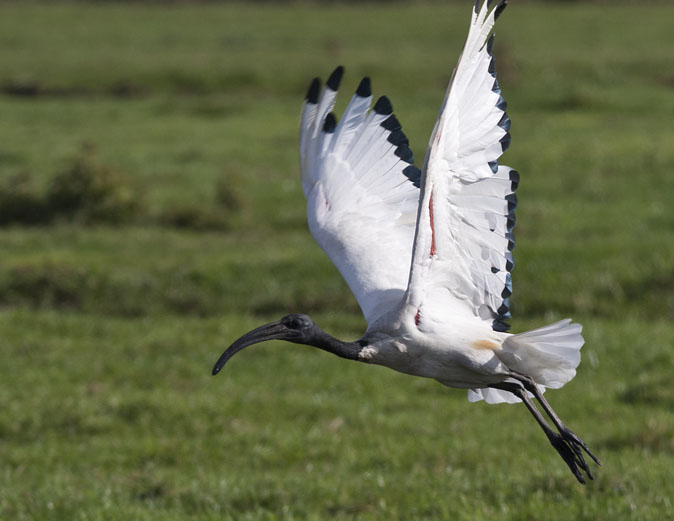 Heiligeibis081009I.JPG