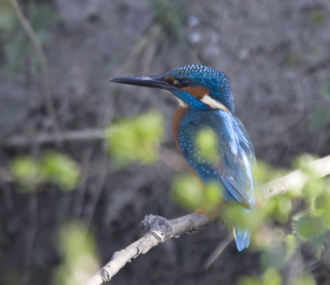 IJsvogel280311.JPG