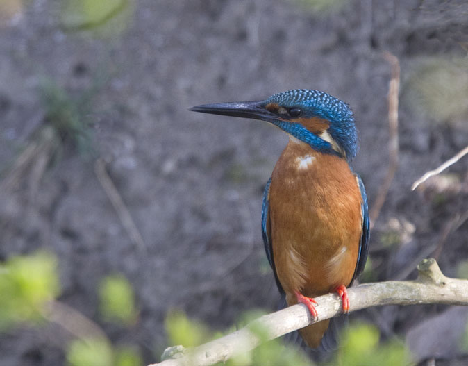 IJsvogel280311A.JPG