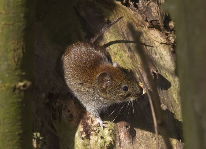 Rossewoelmuis250311.JPG