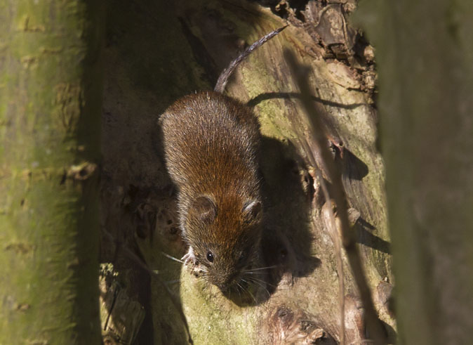 Rossewoelmuis250311A.JPG
