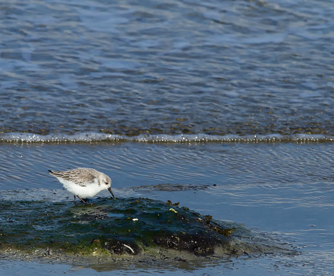 Drieteenstrandloper220213.jpg