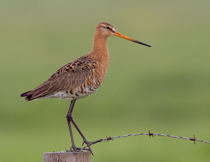 Grutto090511_T