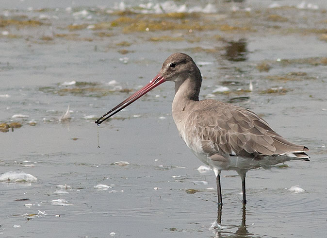 Grutto130709_T