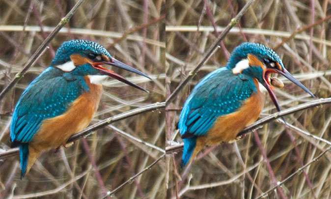 IJsvogel220313_coll