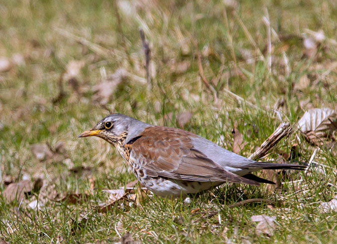 Kramsvogel270313A