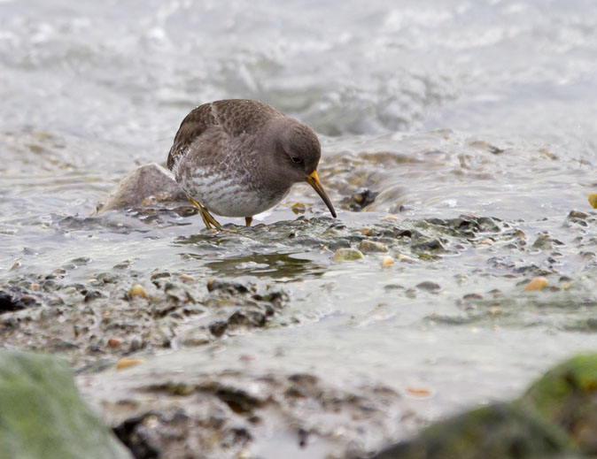 Paarsestrandloper220213.jpg
