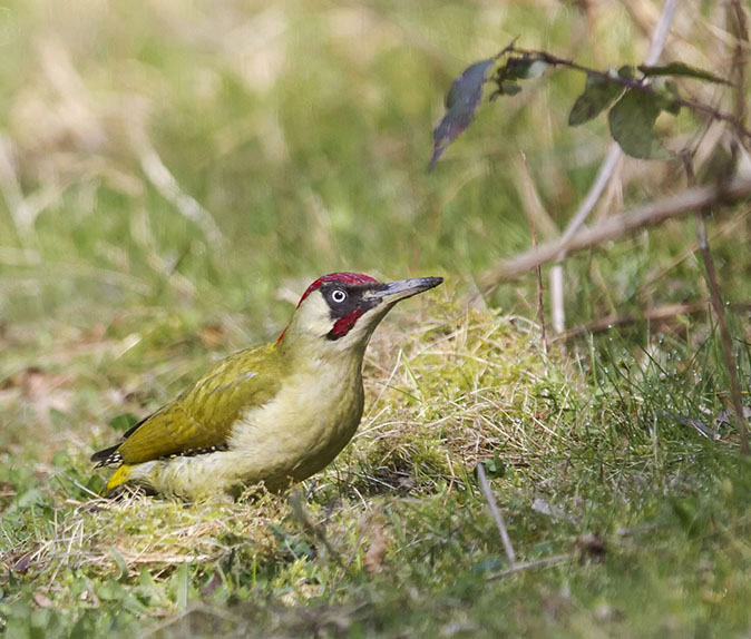 Groenespecht130314C