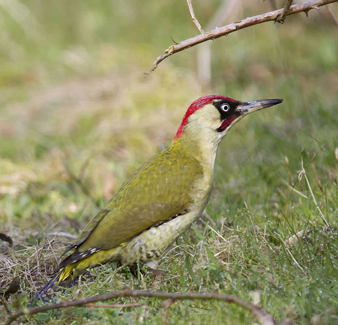 Groenespecht130314E