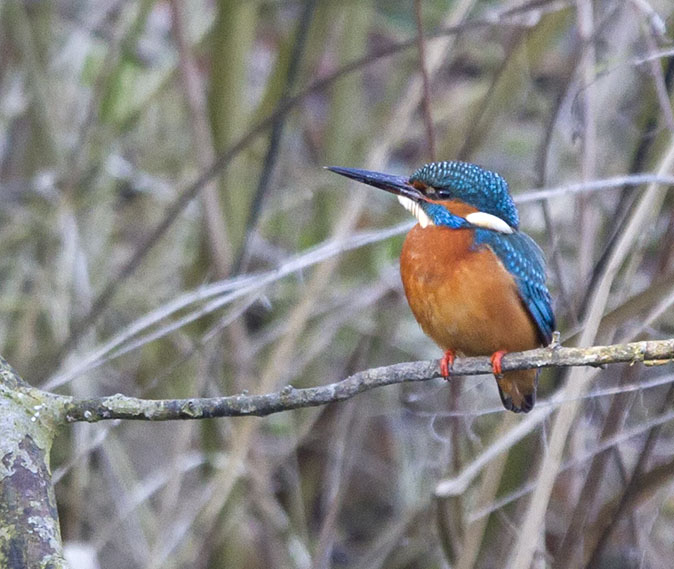 IJsvogel090314