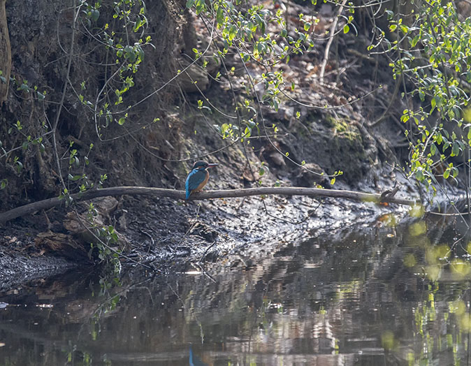 IJsvogel270314