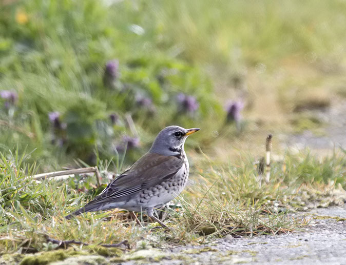 Kramsvogel210314