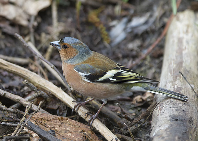 Vink260314