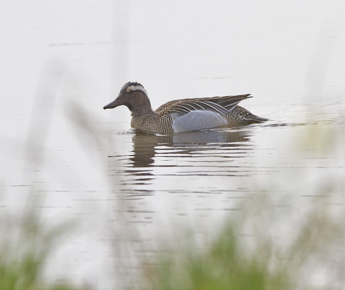 Zomertaling270314D