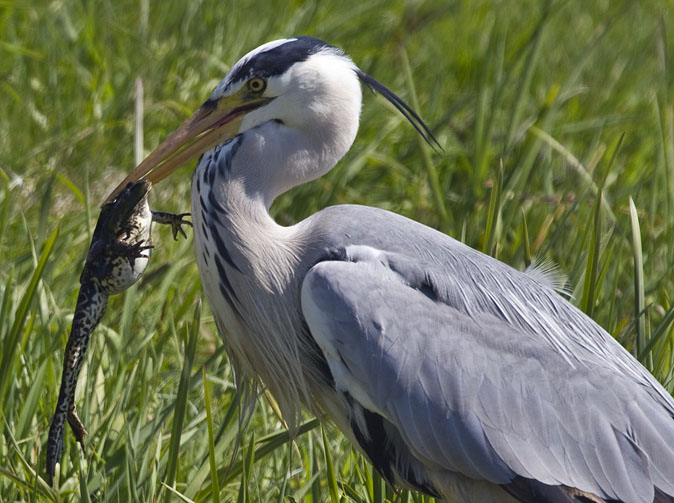 Blauwereiger_meerkikker230410A.JPG