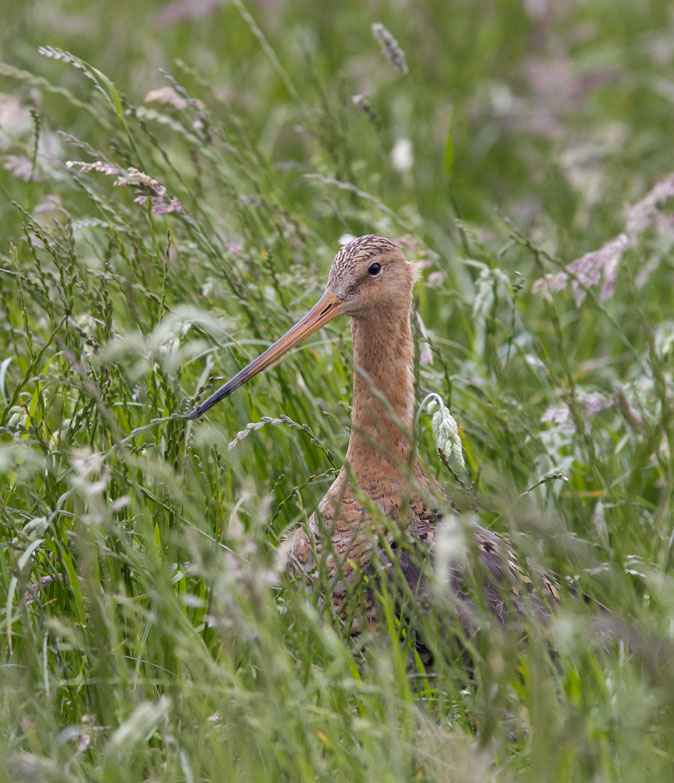 Grutto260511.JPG