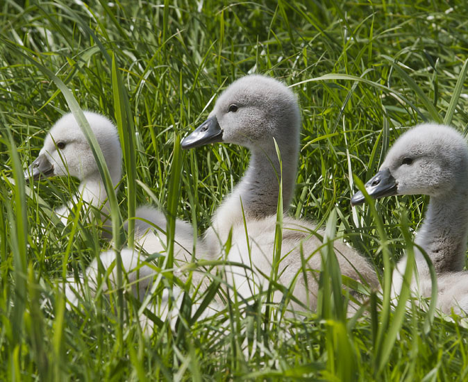 Knobbelzwanen250511.JPG