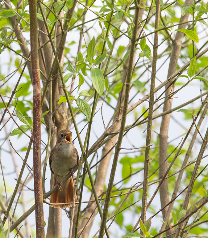 Nachtegaal080513B