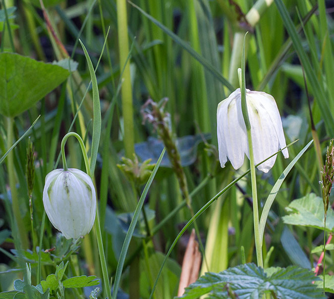 Wildekievietsbloem150513