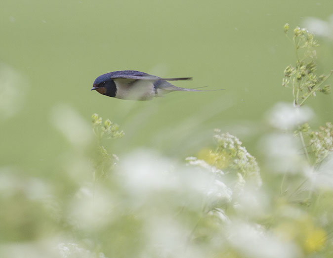 Boerenzwaluw110514