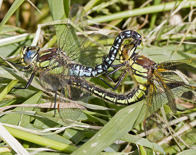 Glassnijders130514