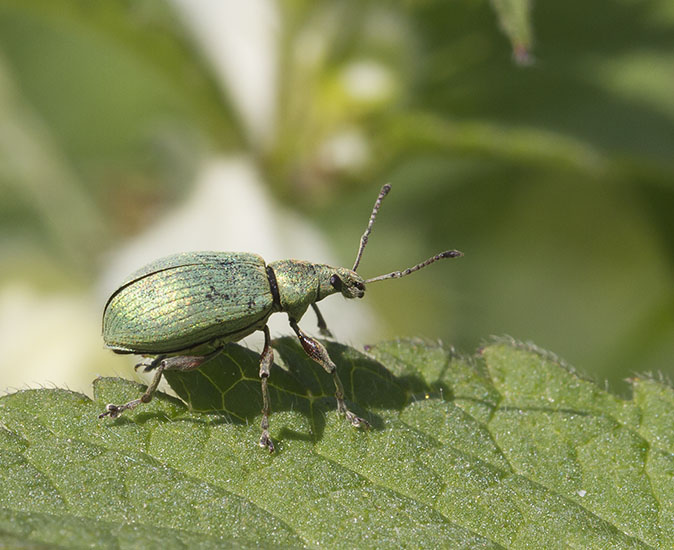 Groenebladsnuitkever050514