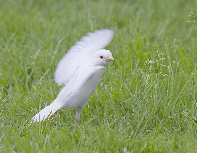 Huismus140514A
