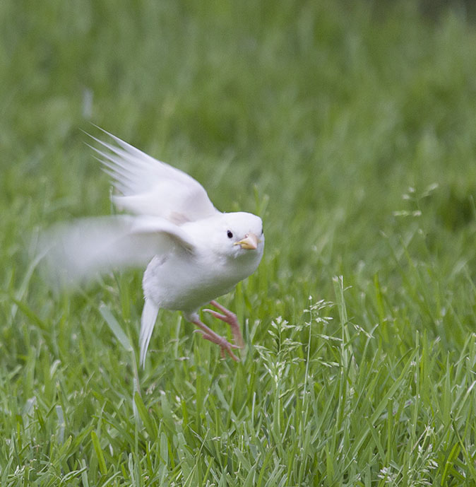 Huismus140514B
