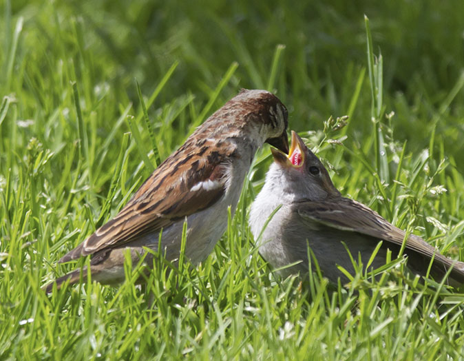 Huismussen140514