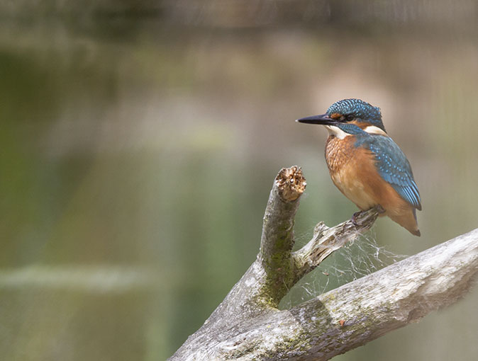 IJsvogel230514