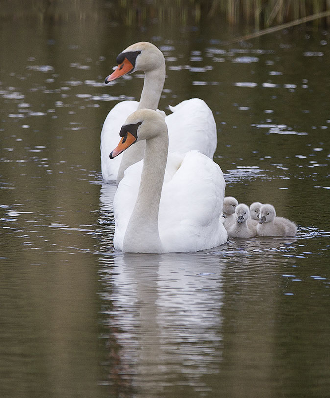 Knobbelzwanen140514