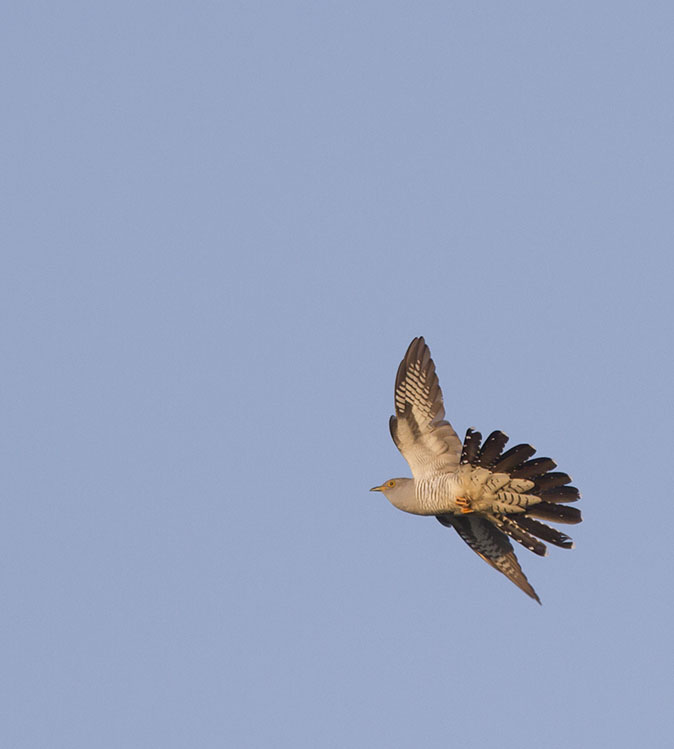 Koekoek190514