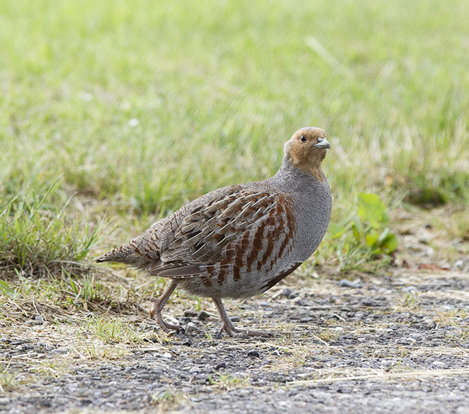 Patrijs220514