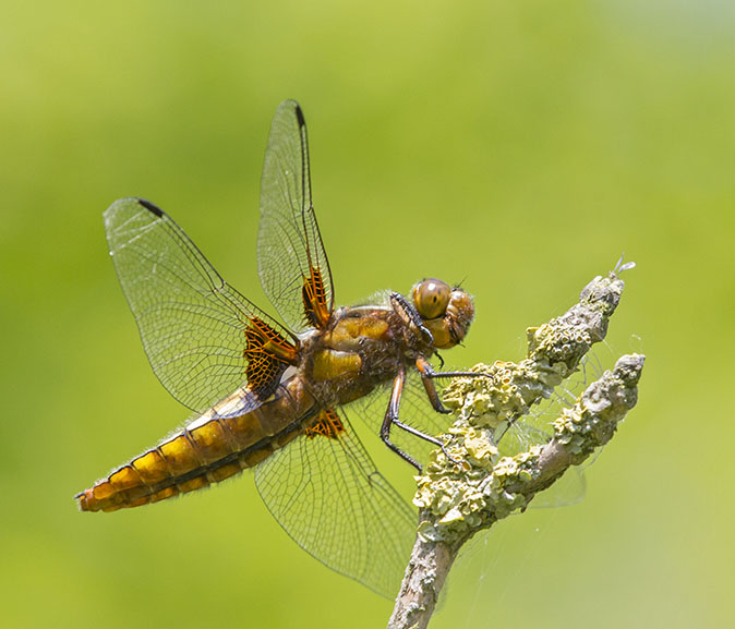 Platbuik170514