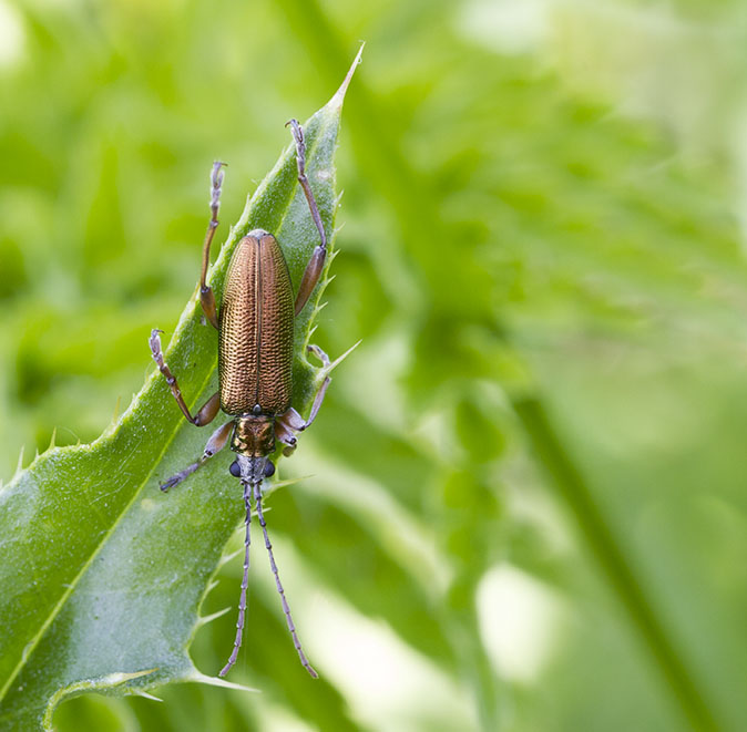 Rietkever050514.jpg