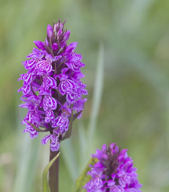 Rietorchis260514B