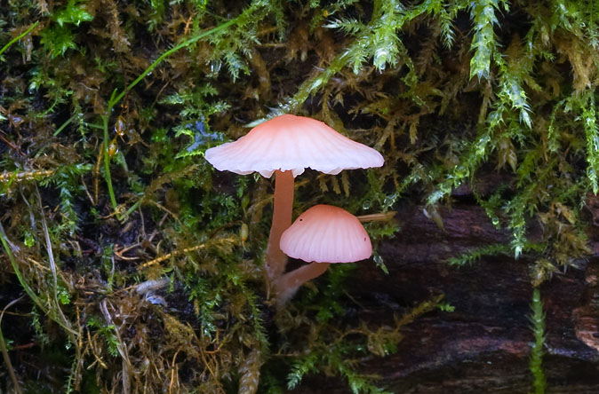 Adonismycena111109.JPG