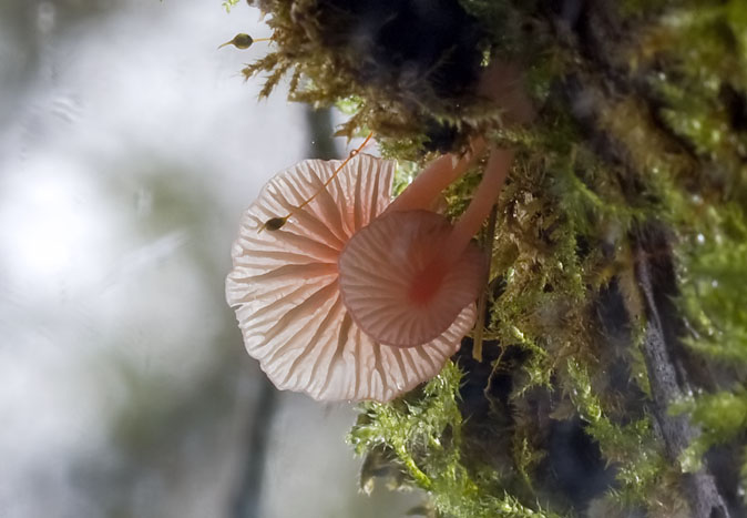 Adonismycena111109A.JPG