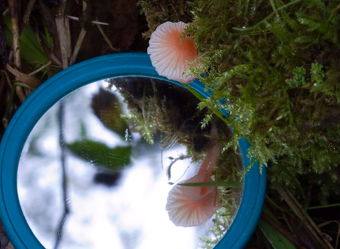 Adonismycena111109B.JPG