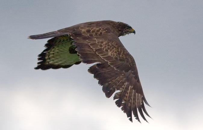 Buizerd051109B.JPG