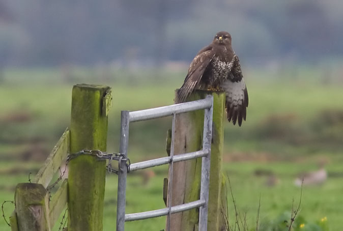 Buizerd101109.JPG